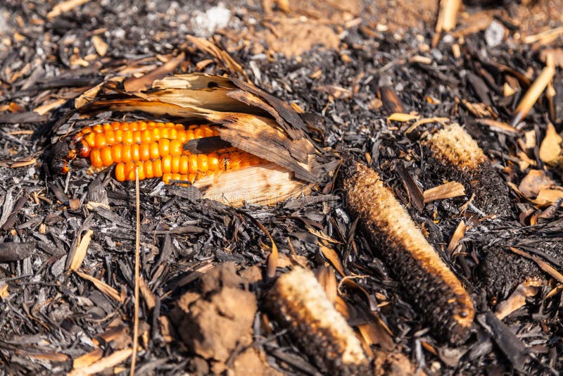 Burning Corn after Harvest Season Stock Photo Image of agriculture