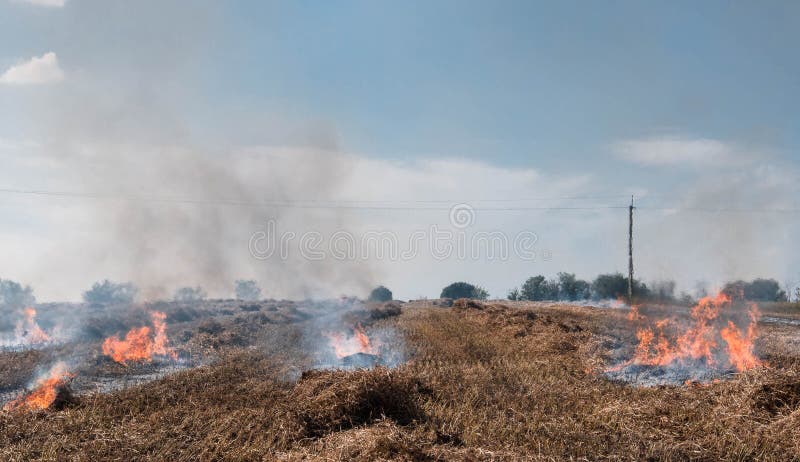 Burning Dry Stubble on the Harvested Field Stock Photo - Image of ...