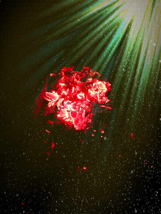 Burning Fire on Black Coal Natural Beautiful Stock Image Image of