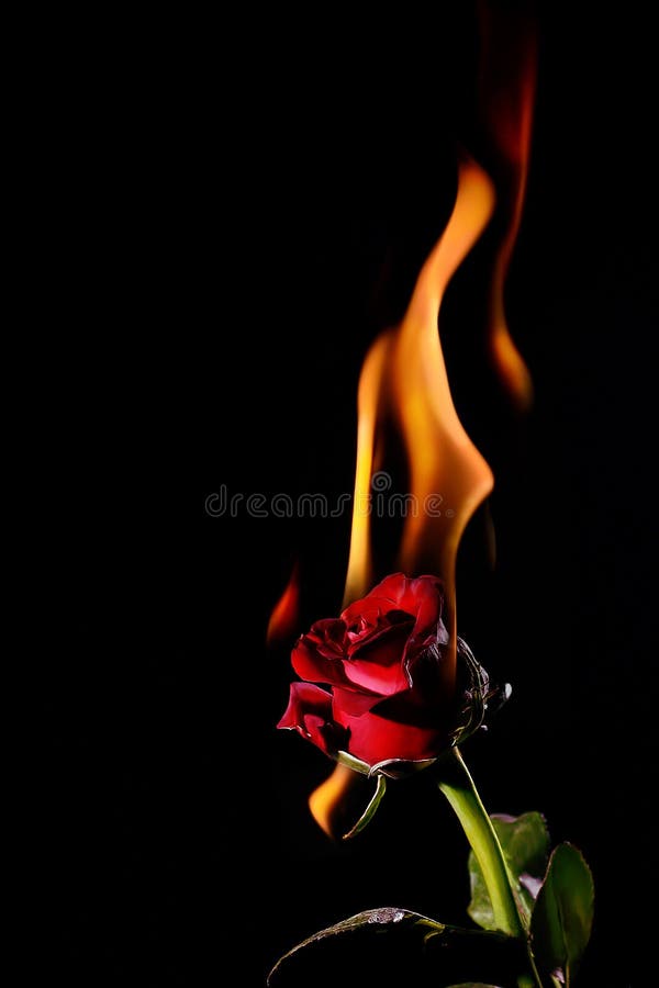 Burning Flower stock image. Image of orange, garden, macro 8626297