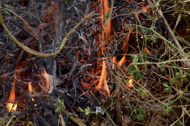 Burning leaves & smoke stock image. Image of fire 267746997