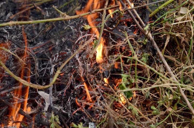 Burning leaves & smoke stock photo. Image of grass 267746998