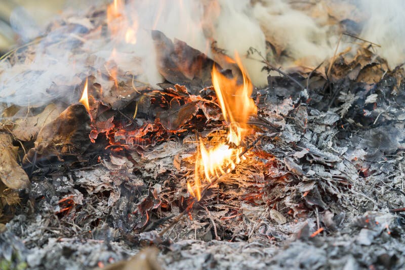 Burning dry leaves stock image. Image of burnt, outdoor 151626509