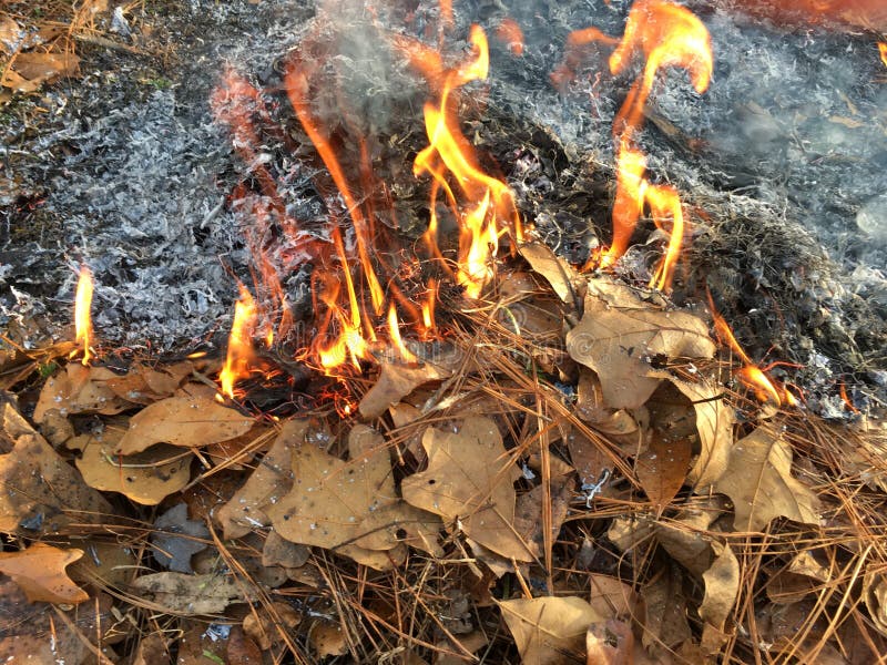Burning Leaves, Fire While Cleaning The Garden. Autumn ...