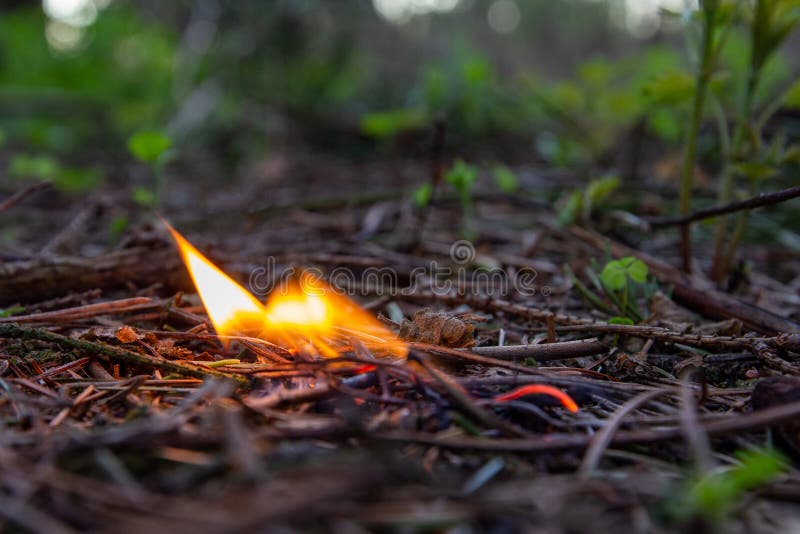 Burning match in dry forest. Danger of forest fire. Protecting environment from flames