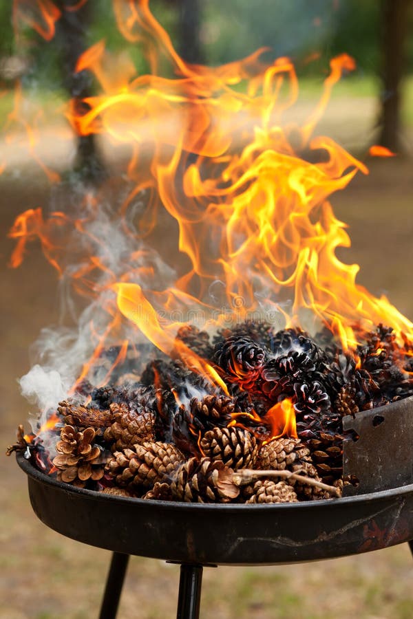 Burning pine cones stock image. Image of outdoor, bonfire 19784375