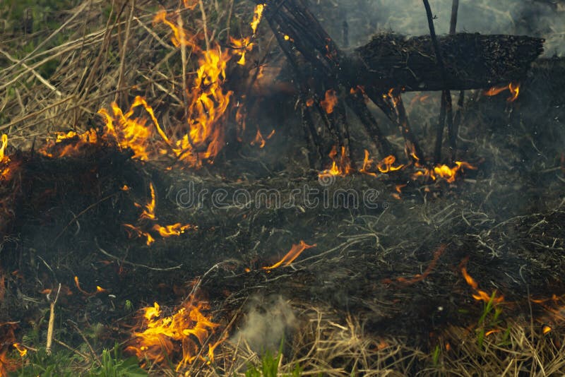 Fire in Forest. Ignition of Grass. Fire and Smoke Stock Image Image