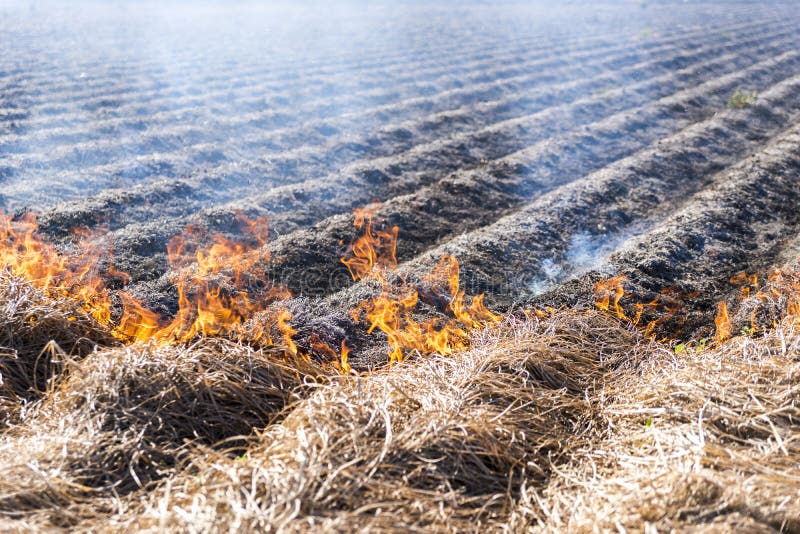 Burning of Remains in Agricultural Cultivation Stock Photo Image of