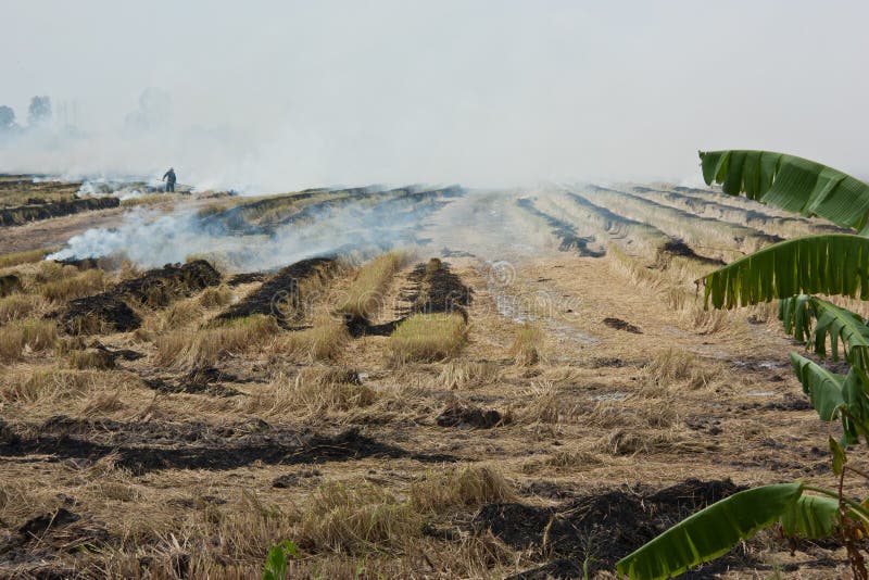 Burning of rice straw. royalty free stock photos Burning of rice straw. royalty free stock photos
