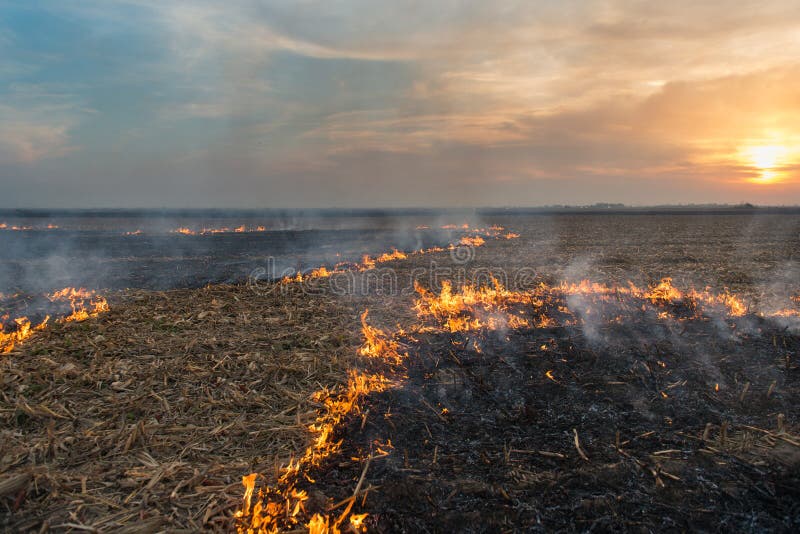 Burning of straw stock image. Image of fire, land, prescribed 34946973