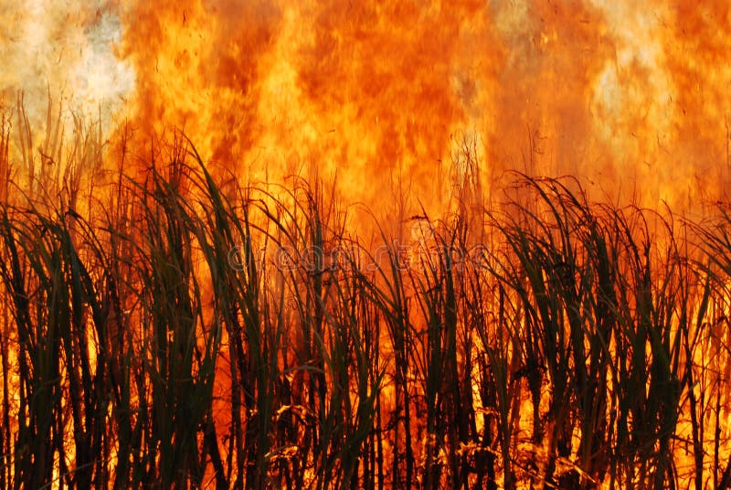 Sugarcane field stock image. Image of africa, straw, cane 6074795