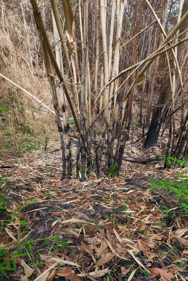The Burnt Bamboo in the Forest after Wildfire Stock Photo Image of