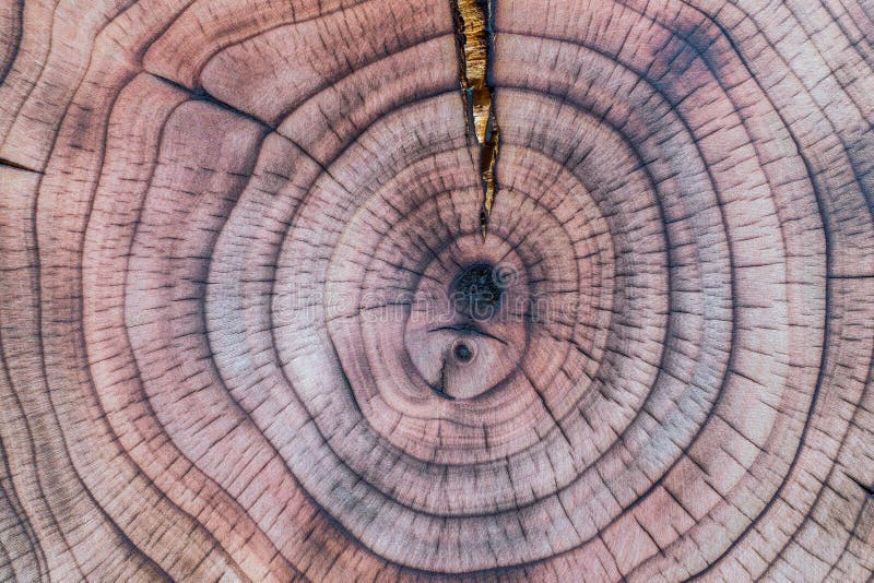 Growth rings of a spruce tree, cross section showing annual or tree rings  Bath Towel by Peter Hermes Furian - Pixels