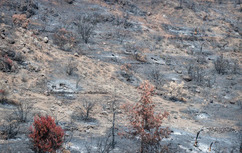 Burnt and dried trees and ground covered by ashes after wildfire in rural area stock photography