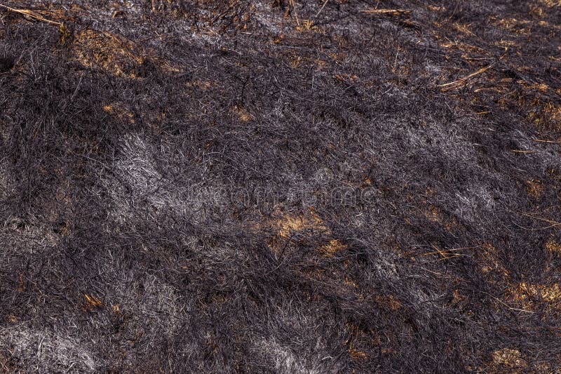 Burnt Forest Floor Undergrowth with Grass and Ash Stock Image Image