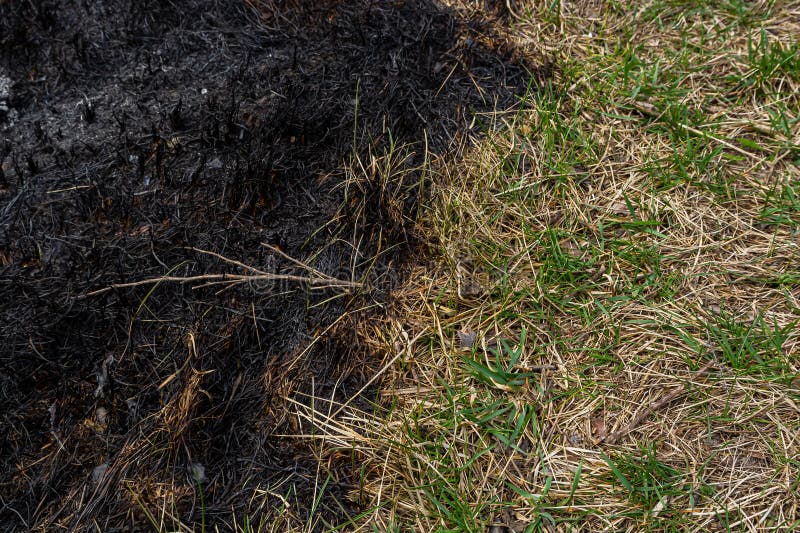 Burnt Forest Floor Undergrowth with Grass and Ash, Forest Fire. Burning