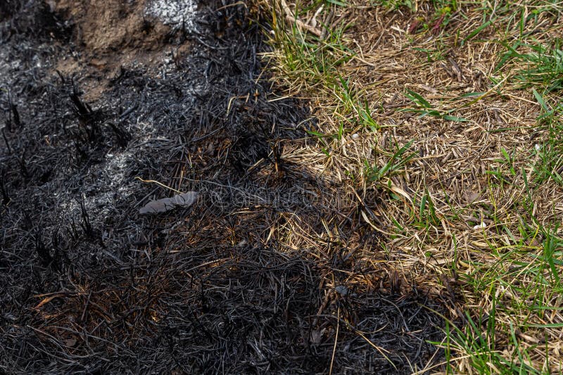 Burnt Forest Floor Undergrowth with Grass and Ash, Forest Fire. Burning