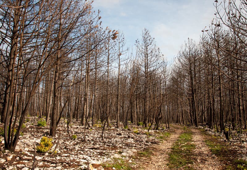 Burnt forest