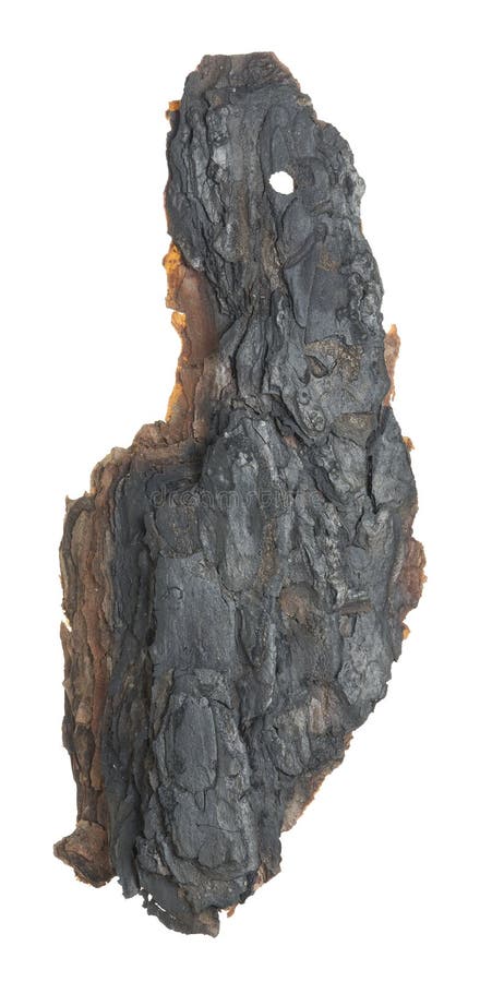 Burnt pine bark isolated on white background royalty free stock image