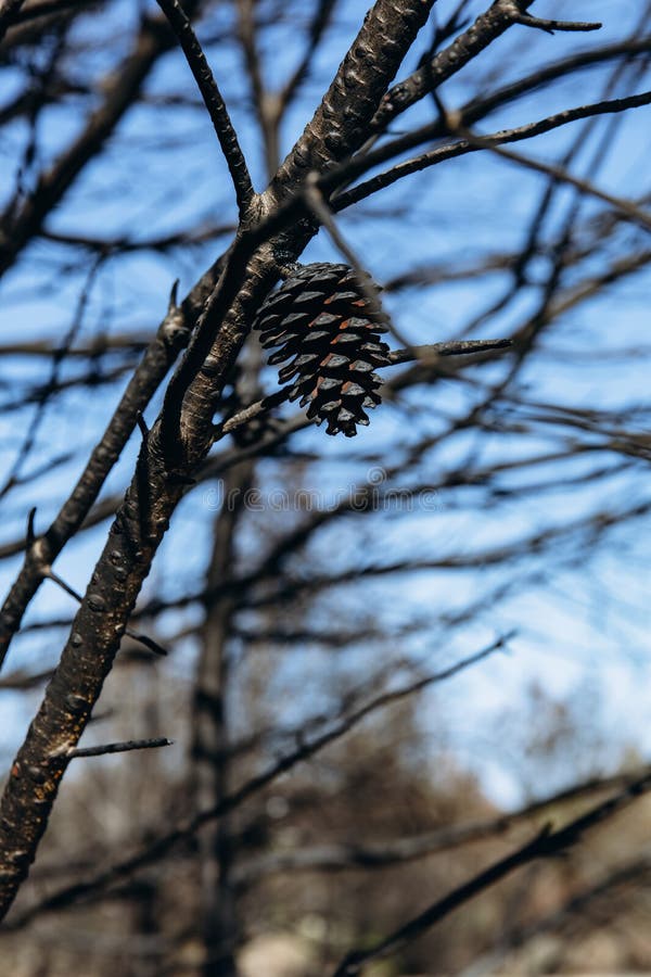 Burnt pine cones on scorched tree branch after forest fire. Symbol of environmental catastrophe, global warming, rising stock image