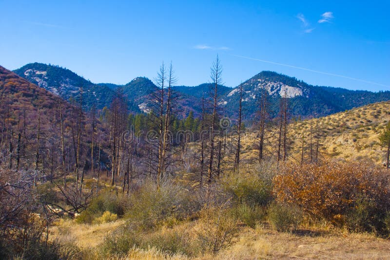 Burnt in a pine fire on the entrance to Sequoia National Park, C stock photography Burnt in a pine fire on the entrance to Sequoia National Park, C stock photography