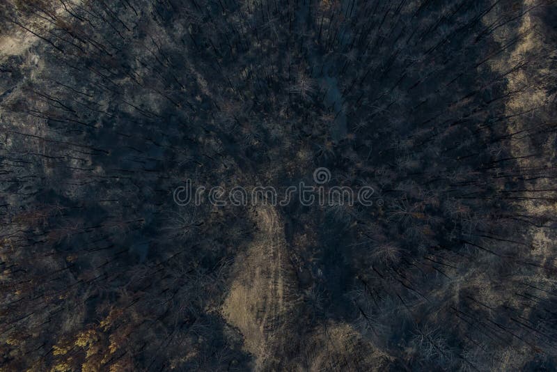 Burnt pine forest top view. dead forest after fire. drone photo stock image