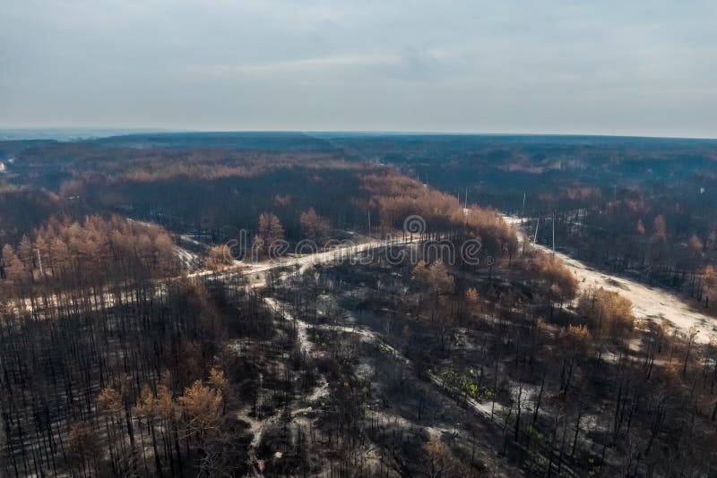 Dead forest after fire. drone photo. royalty free stock images