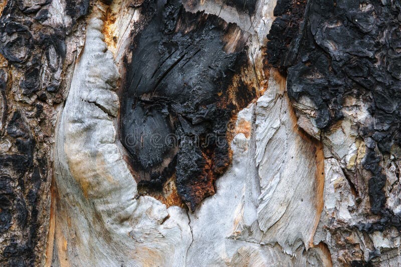 Burnt pine surface royalty free stock photography