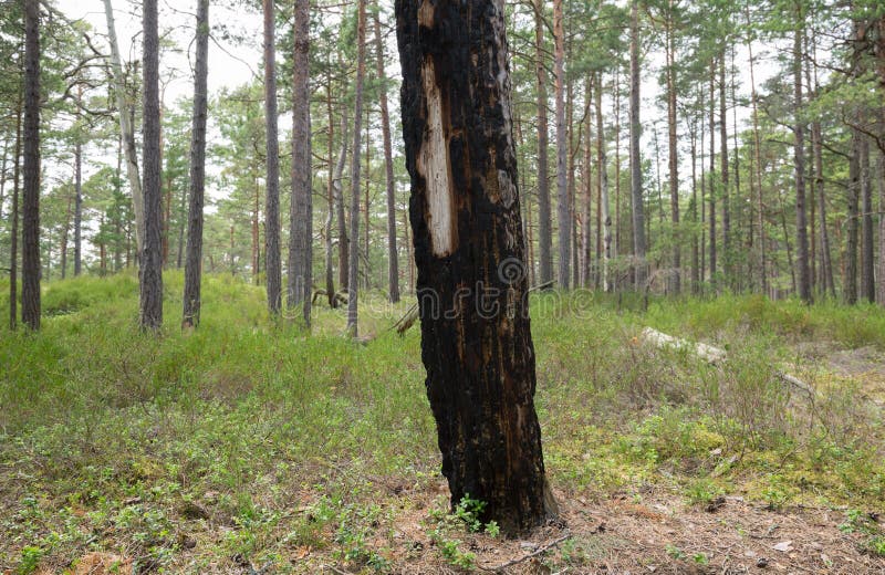 Burnt pine tree in pine forest royalty free stock photo