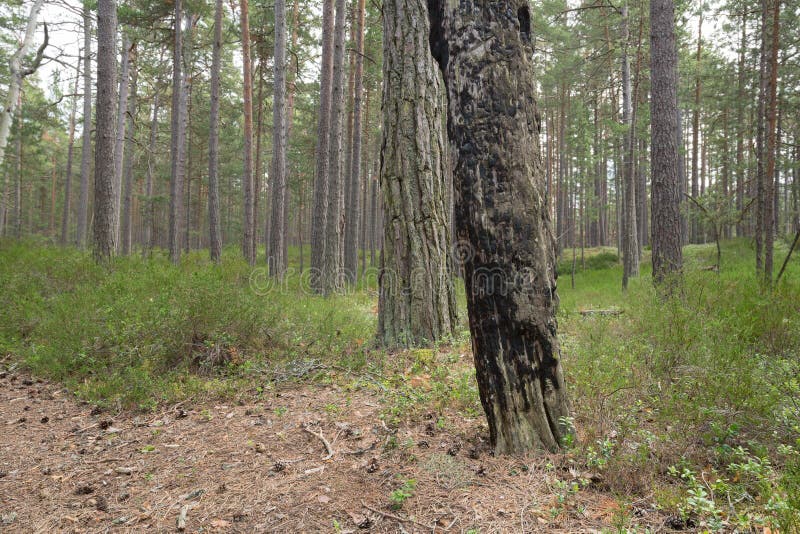 Burnt pine tree in pine forest stock photos