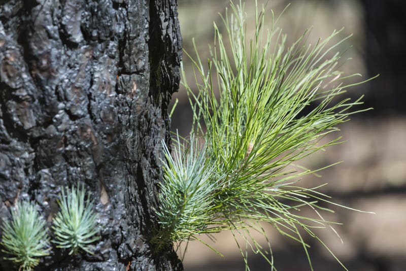 Burnt Pine Tree, La Palma, Spain stock photography