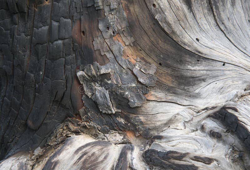 A Burnt Pine Tree Texture royalty free stock photo