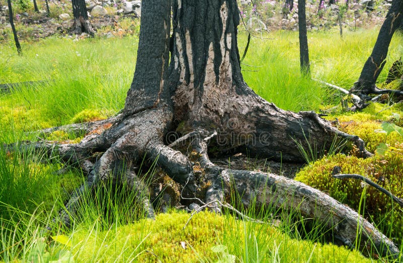 Burnt pine tree in wet environment royalty free stock images