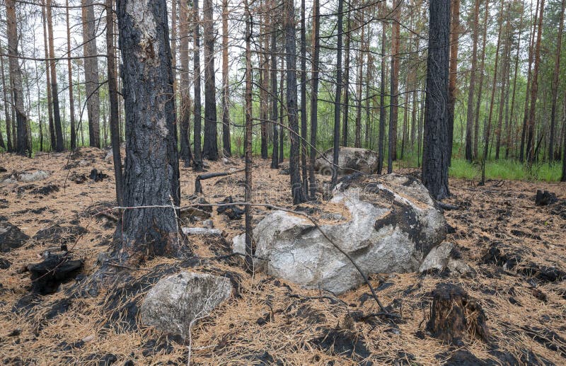 Burnt pine trees after a forest fire in sweden stock image