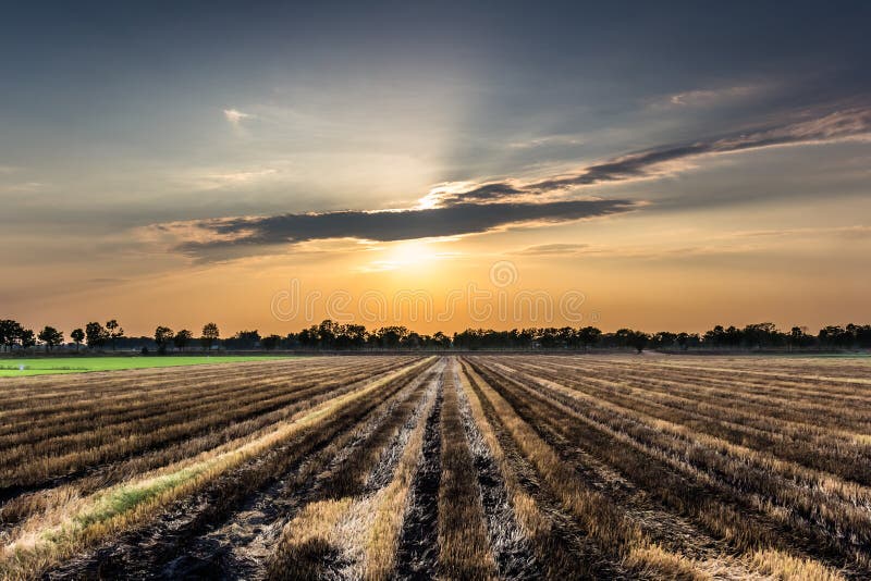 Burnt rice field