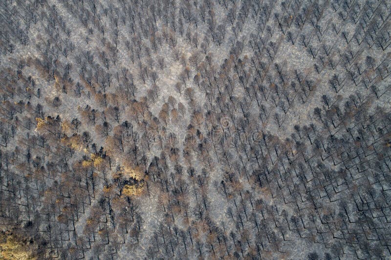 Burnt Trees after a Forest Fire. Burnt Pine Forest. Consequences of