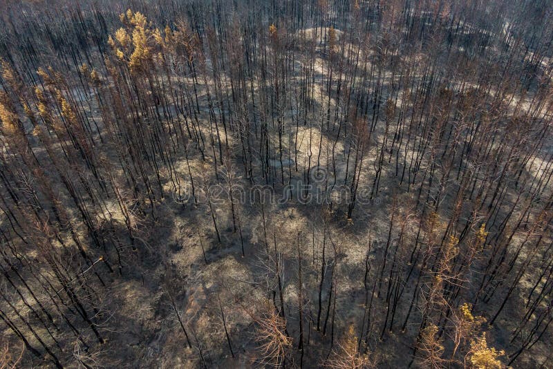 Burnt trees after a forest fire stock photos