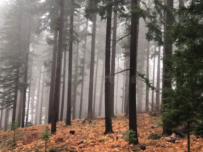 Burnt trees in a forest in fog royalty free stock photography Burnt trees in a forest in fog royalty free stock photography