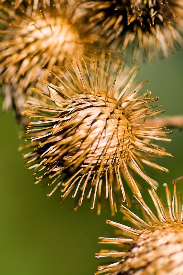 Burr erbaccia macro su sfondo verde.