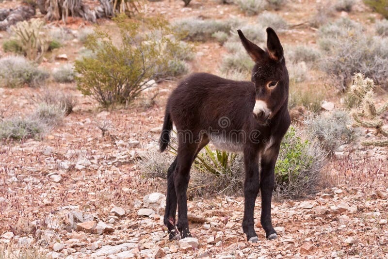 Burro Donkey Foal in Nevada Desert Stock Photo - Image of nevada, jack: 19455246 Burro Donkey Foal in Nevada Desert Stock Photo - Image of nevada, jack: 19455246
