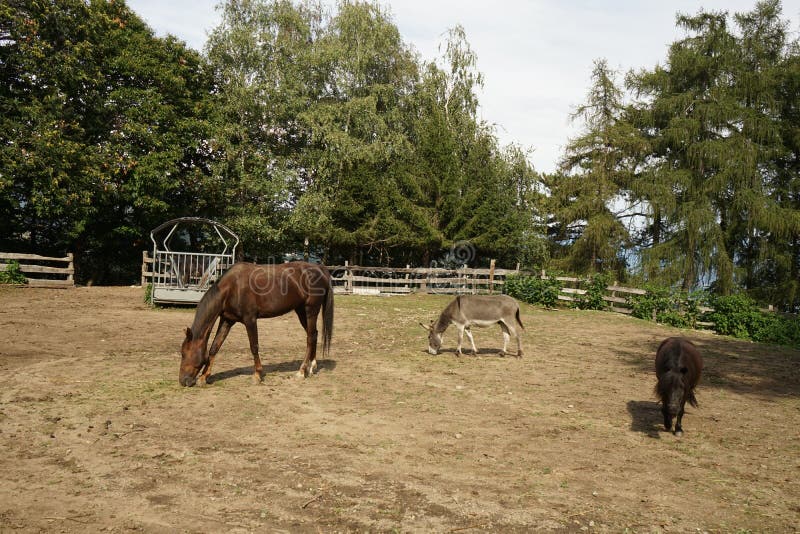 Face do cavalo imagem de stock. Imagem de fazenda, animal - 7335957
