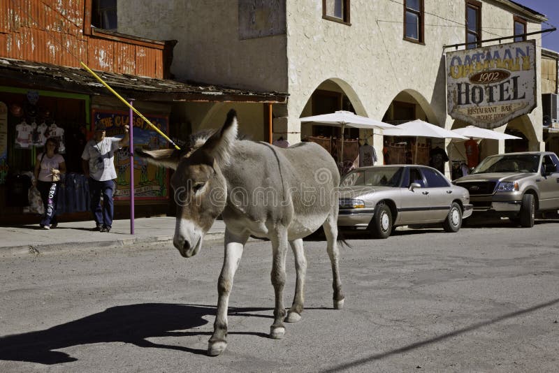 WIld burros walk the streets of the historic mining town of Oatman, Arizona. WIld burros walk the streets of the historic mining town of Oatman, Arizona