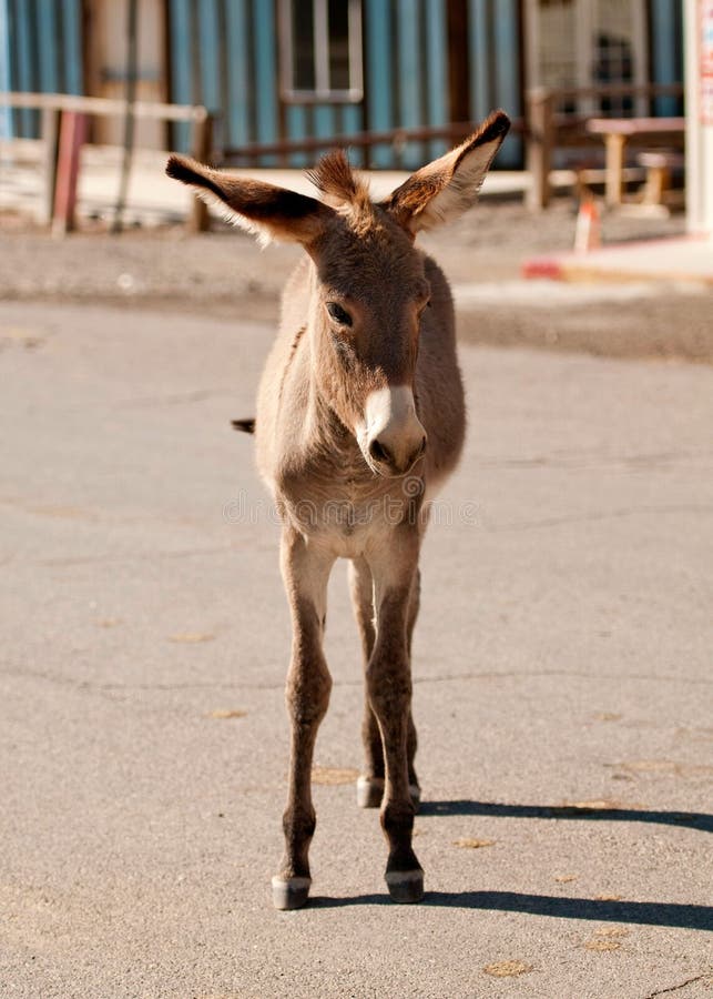 Young wild Burro walking down the street in Oatman, Arizona. Young wild Burro walking down the street in Oatman, Arizona