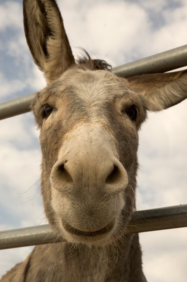Burro Smile stock image. Image of blue, head, burro, whiskers - 1564367