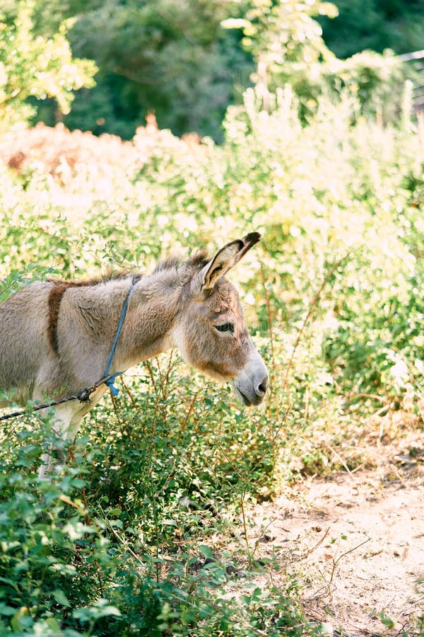 Das coisas insólitas - pelé - BURRO VELHO