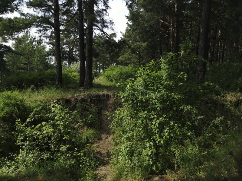 Burrone in mezzo ad una bella foresta attillata immagini stock Burrone in mezzo ad una bella foresta attillata immagini stock