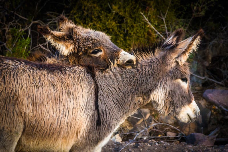 Donkeys (burros) in Oatman, Arizona. Donkeys (burros) in Oatman, Arizona.