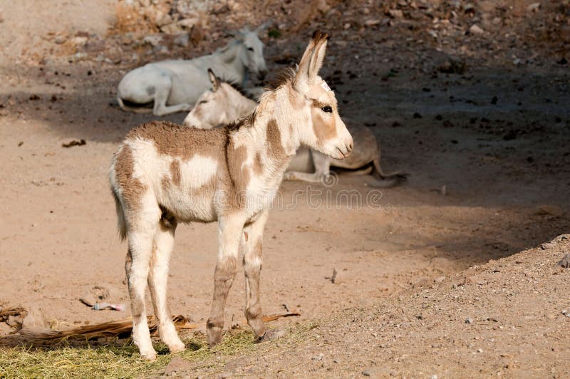 Wild Burros in Oatman, Arizona standing in the brush. Wild Burros in Oatman, Arizona standing in the brush