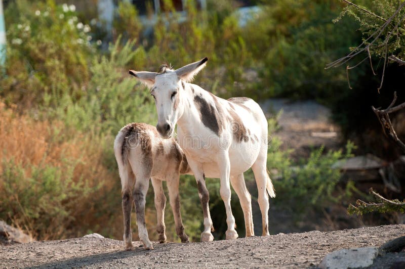 Wild Burros in Oatman, Arizona standing in the brush. Wild Burros in Oatman, Arizona standing in the brush