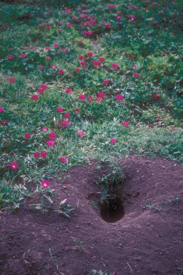 Burrow e flores do cão de pradaria imagens de stock Burrow e flores do cão de pradaria imagens de stock